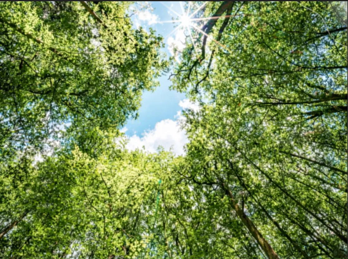 Miyawaki Forest